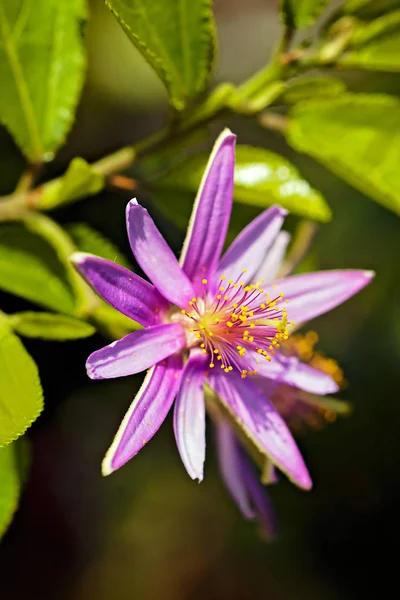  yeşil yapraklı mor çiçek