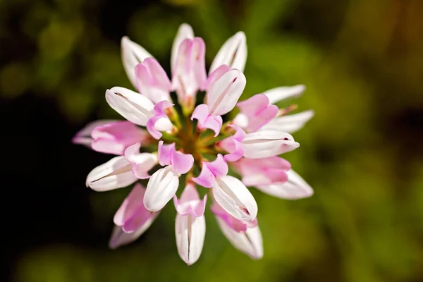 Bela Flor Selvagem Natureza — Fotografia de Stock