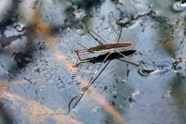 Su yüzeyindeki aralıktaki tahtakurularının türleri, alanın derinliğine dikkat edin