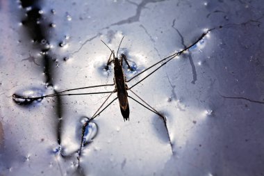 Su yüzeyindeki aralıktaki tahtakurularının türleri, alanın derinliğine dikkat edin