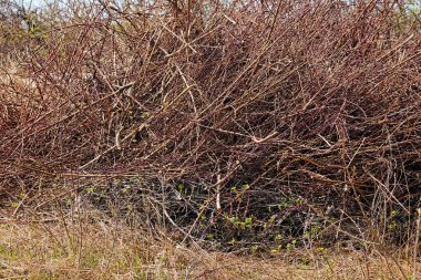Kırık çalılıklar, dikkat edin yüzeysel alan derinliği