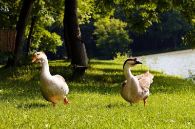 Suyun yakınındaki çimlerde kazlar