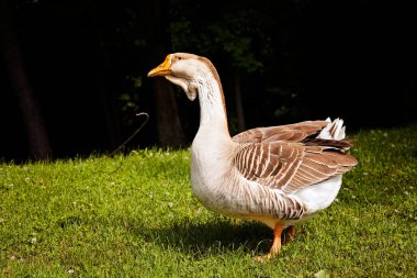 Suyun yakınındaki çimlerde kazlar