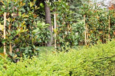 Doğada, Not alan sığ derinliği tomurcukları ile bush