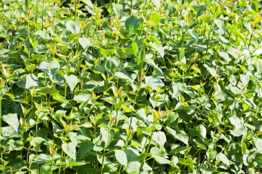 Doğada, Not alan sığ derinliği tomurcukları ile bush