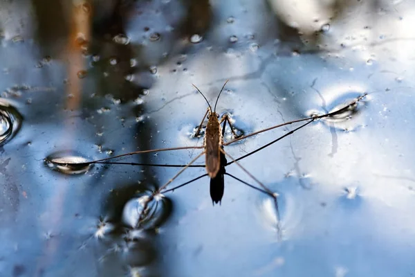 types of bed bugs in the range on the water surface, note shallow depth of field