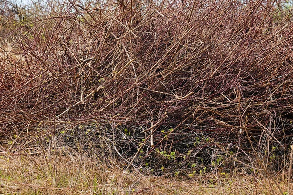 Undergrowth Quebrado Natureza Observe Profundidade Rasa Campo — Fotografia de Stock