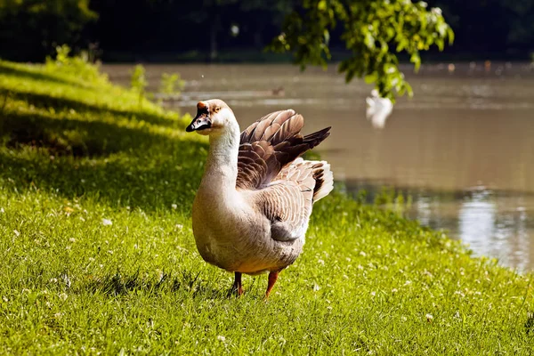水边草地上的鹅 — 图库照片