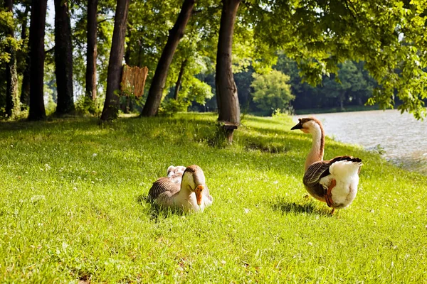 水边草地上的鹅 — 图库照片
