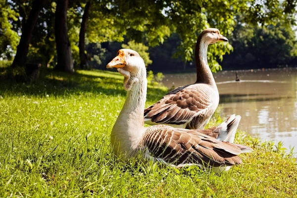 Gooses Grass Water — Stock Photo, Image
