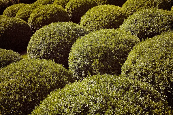 Arbustos Ornamentales Forma Parques Nota Poca Profundidad Campo —  Fotos de Stock