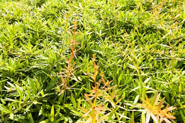 Bush Buds Nature Note Shallow Depth Field — Stock Photo, Image