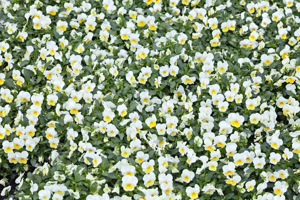 Alan Sığ Derinliği Çayırda Çiçek Çeşitleri — Stok fotoğraf