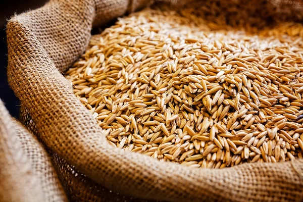 Grains of wheat in bag of jute