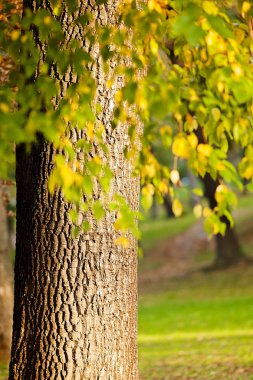 Ağaç kabuğu doğada, Not alan sığ derinliği