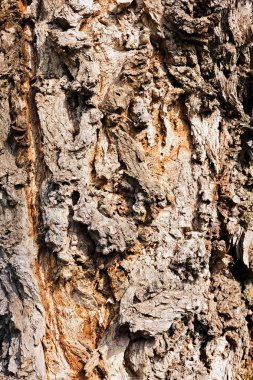 Ağaç kabuğu doğada, Not alan sığ derinliği