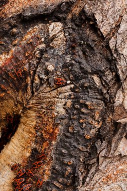 Ağaç kabuğu doğada, Not alan sığ derinliği