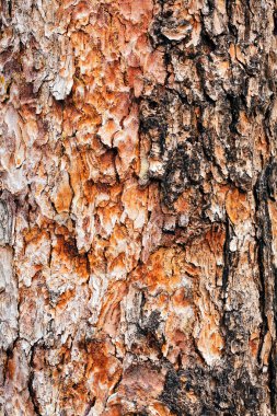 Ağaç kabuğu doğada, Not alan sığ derinliği