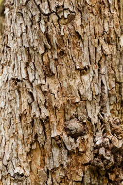 Ağaç kabuğu doğada, Not alan sığ derinliği