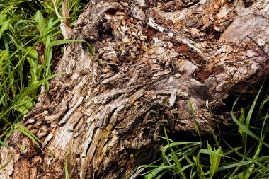 Ağaçtaki ağaç kabuğu türü