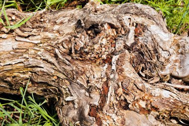 Ağaçtaki ağaç kabuğu türü