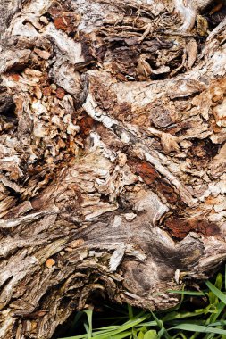 Ağaçtaki ağaç kabuğu türü