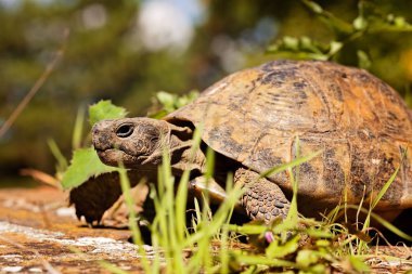 turtle in the green grass, note shallow depth of field
