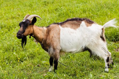 Otlaktaki Billy Keçi, dikkat et sığ tarlanın derinliği