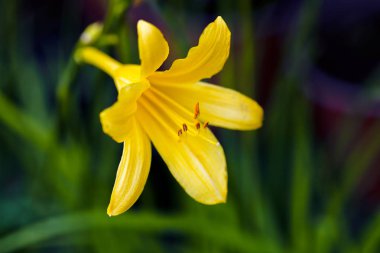 Sarı zambak doğada