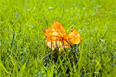 Yeşil çimlerin üzerine düşen yapraklar