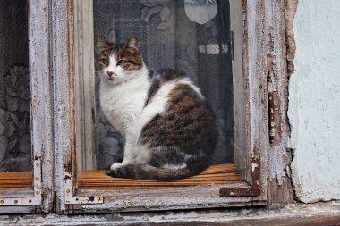 Pencereden kedi izliyor.