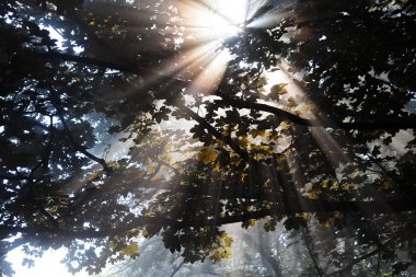 Işığın gölgelikteki yansıması