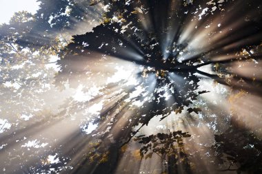 Işığın gölgelikteki yansıması