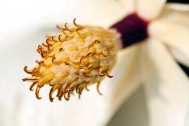 Çiçekli manolya tavşanı