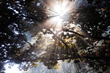 Işığın gölgelikteki yansıması