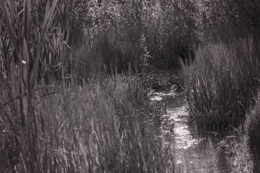 Bataklıktaki ot ve bitki örtüsü, yüzeysel alan derinliğine dikkat edin.