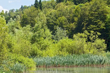 Bataklıktaki ot ve bitki örtüsü, yüzeysel alan derinliğine dikkat edin.