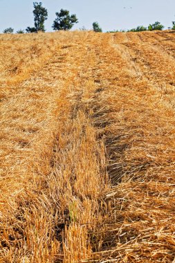 meadow with mowed grass dry, note shallow depth of field