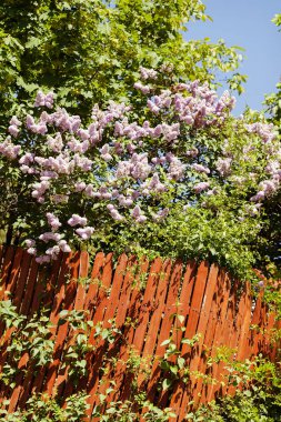 Yeşil bitkilerle kaplı ahşap çitler, sığ alan derinliğine dikkat edin.