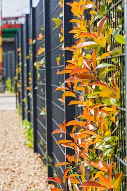 Arkasında çit olan metal çitler, yüzeysel alan derinliğine dikkat edin.