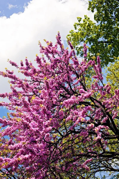 ağaç şehrin pembe çiçekleri ile