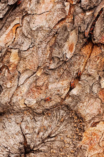 Corteza Árbol Naturaleza Nota Poca Profundidad Campo — Foto de Stock