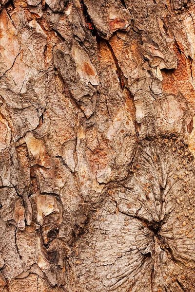 Baumrinde Der Natur Geringe Schärfentiefe Beachten — Stockfoto