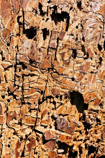 Ağaç Kabuğu Doğada Alan Sığ Derinliği — Stok fotoğraf