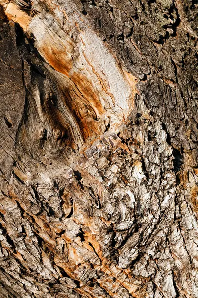 树皮在自然 注意浅的景深 — 图库照片