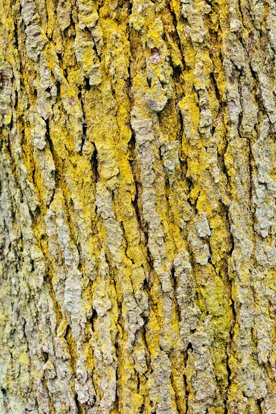 Ağaç kabuğu doğada, Not alan sığ derinliği