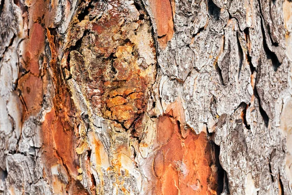 Tipo Corteza Árbol — Foto de Stock