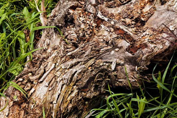 Ağaçtaki ağaç kabuğu türü