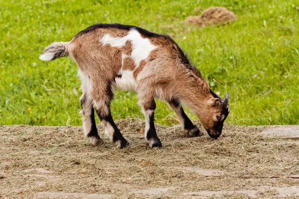 Goat Grazes Green Meadow Note Shallow Depth Field — 스톡 사진