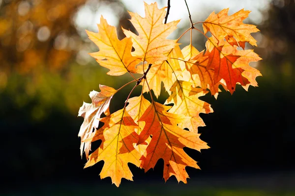 The color spectrum of autumn leaves in nature